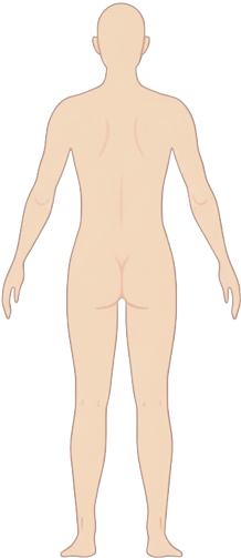 人体図（背面）