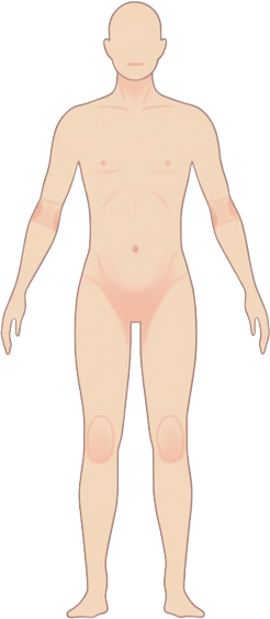 人体図（正面）